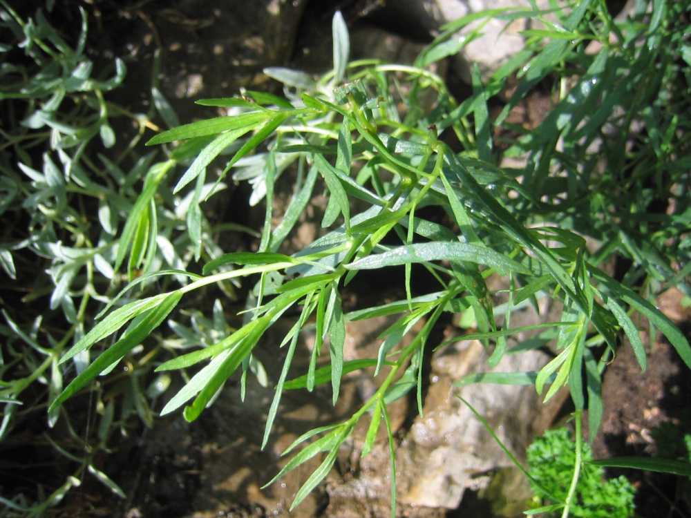 Artemisia dracunculus (Estragon)